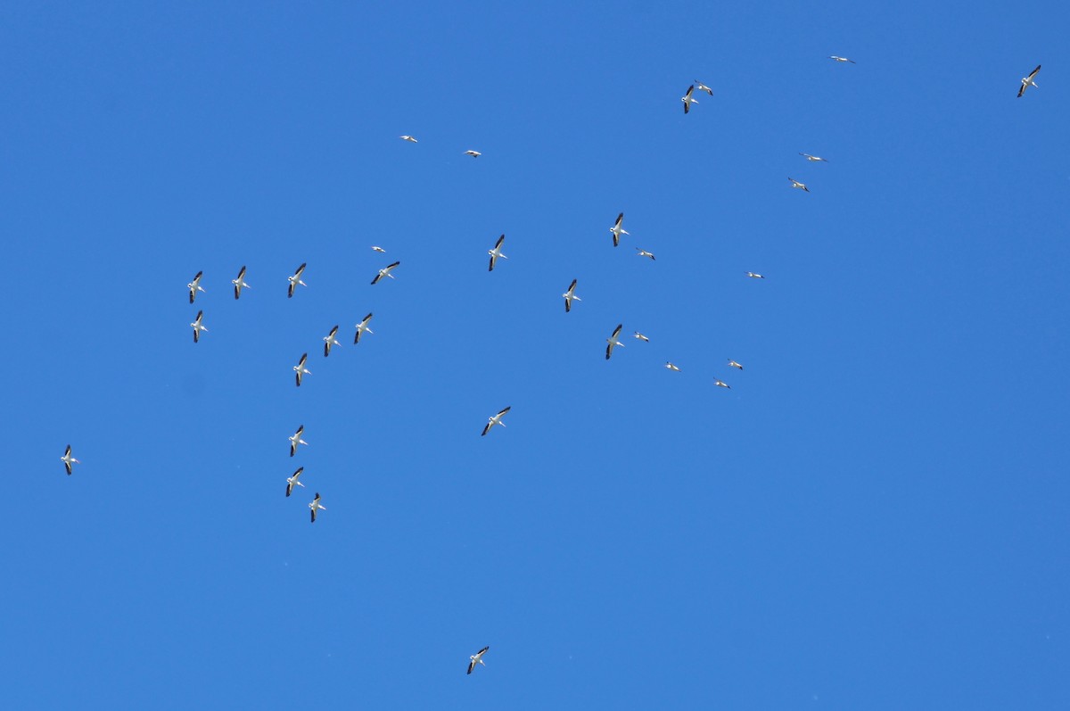 American White Pelican - ML620277518