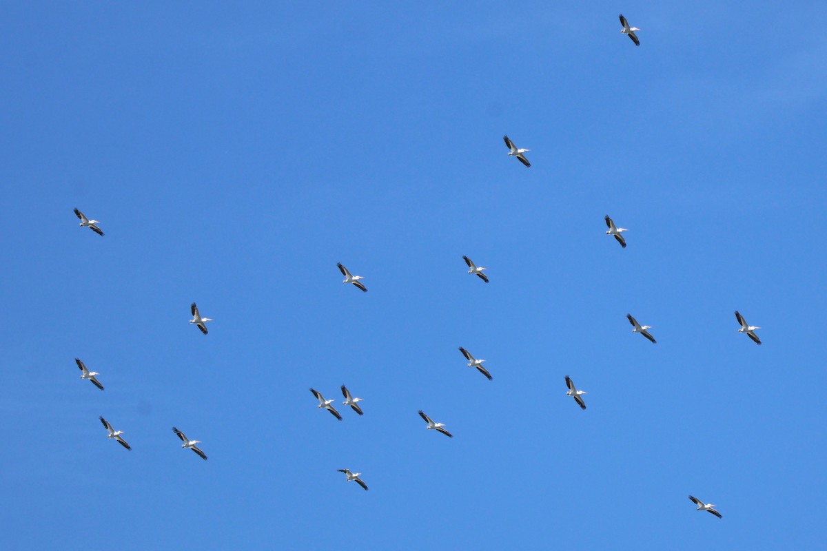 American White Pelican - ML620277519