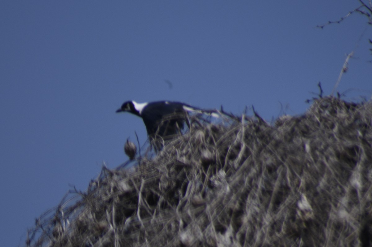 White-tailed Jay - ML620277522