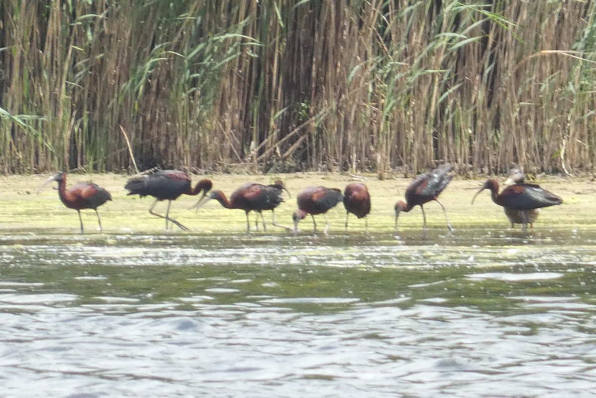 Glossy Ibis - ML620277529