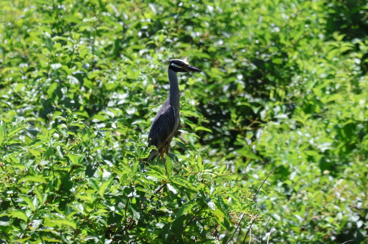 Yellow-crowned Night Heron - ML620277530