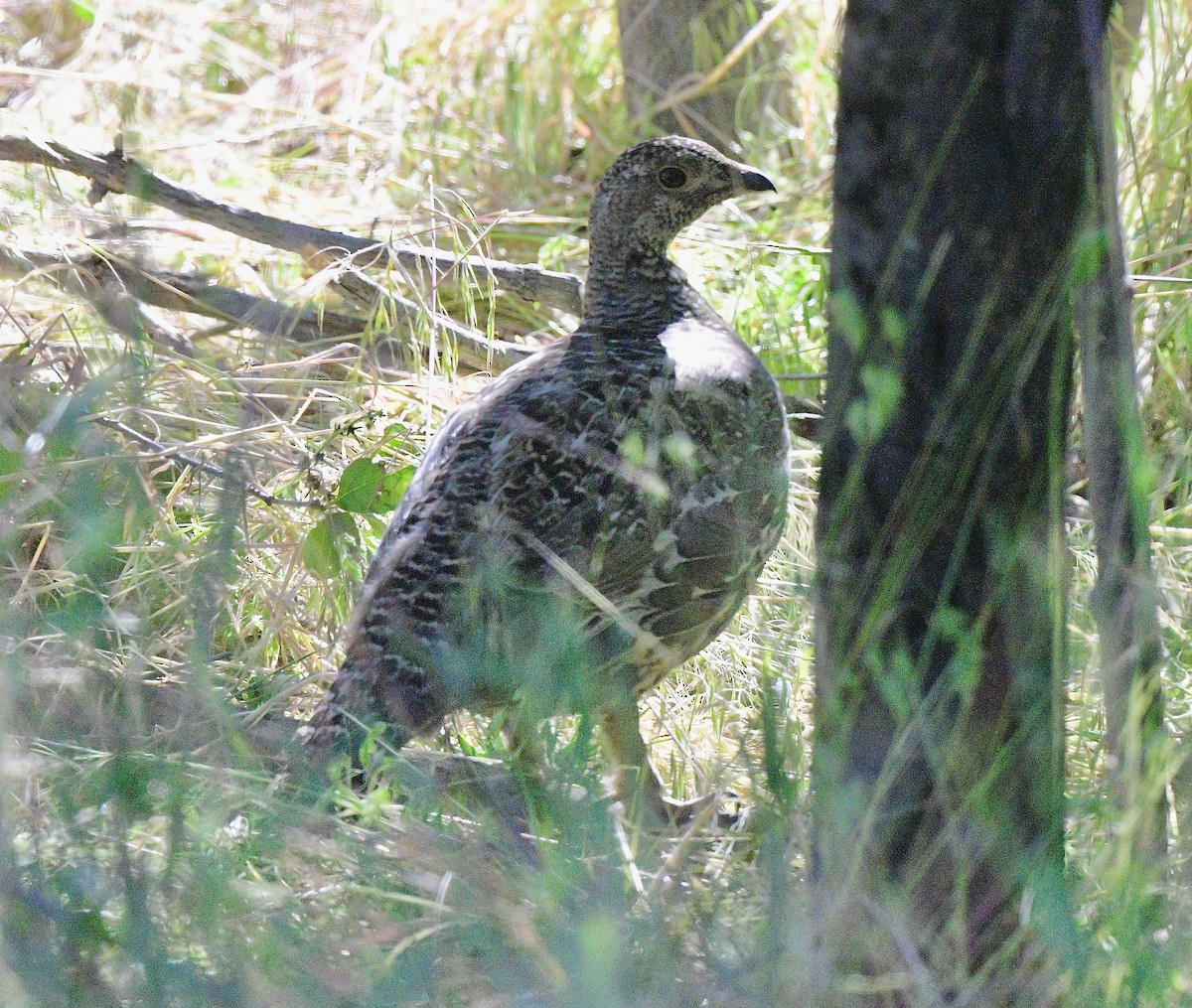 Dusky Grouse - ML620277537