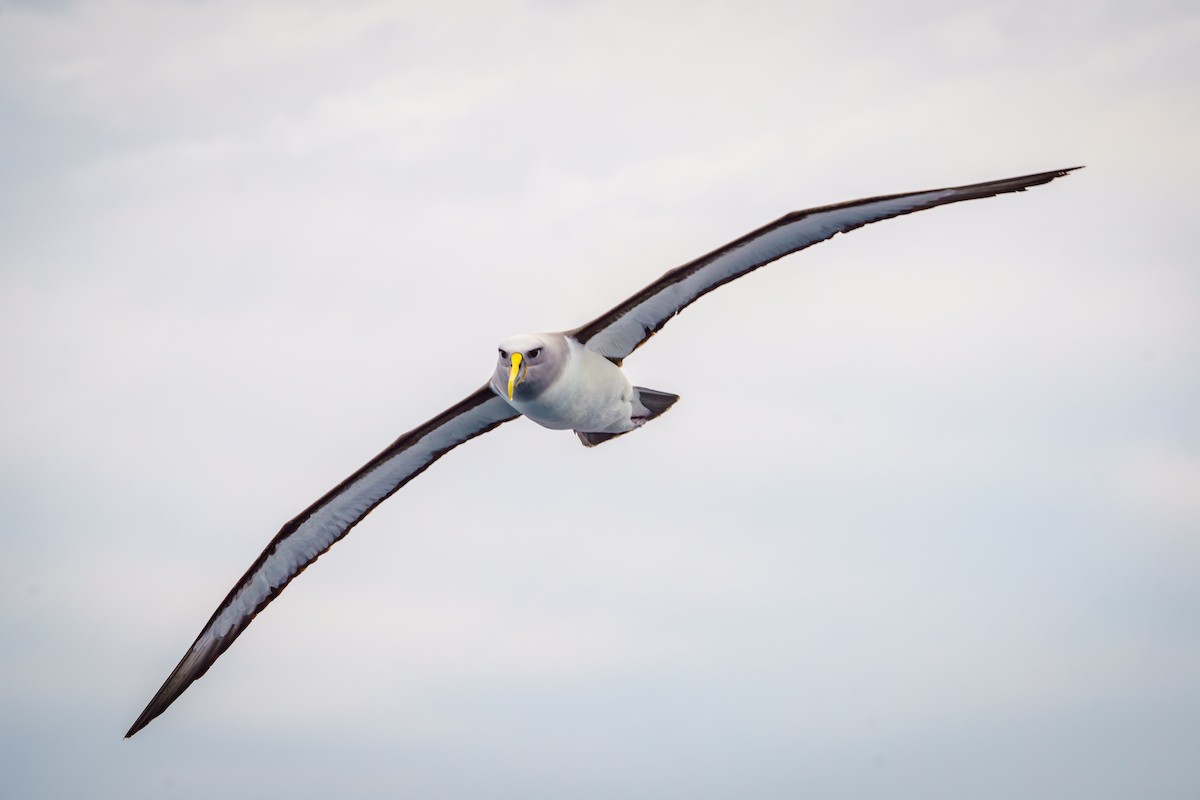 Buller's Albatross - ML620277542