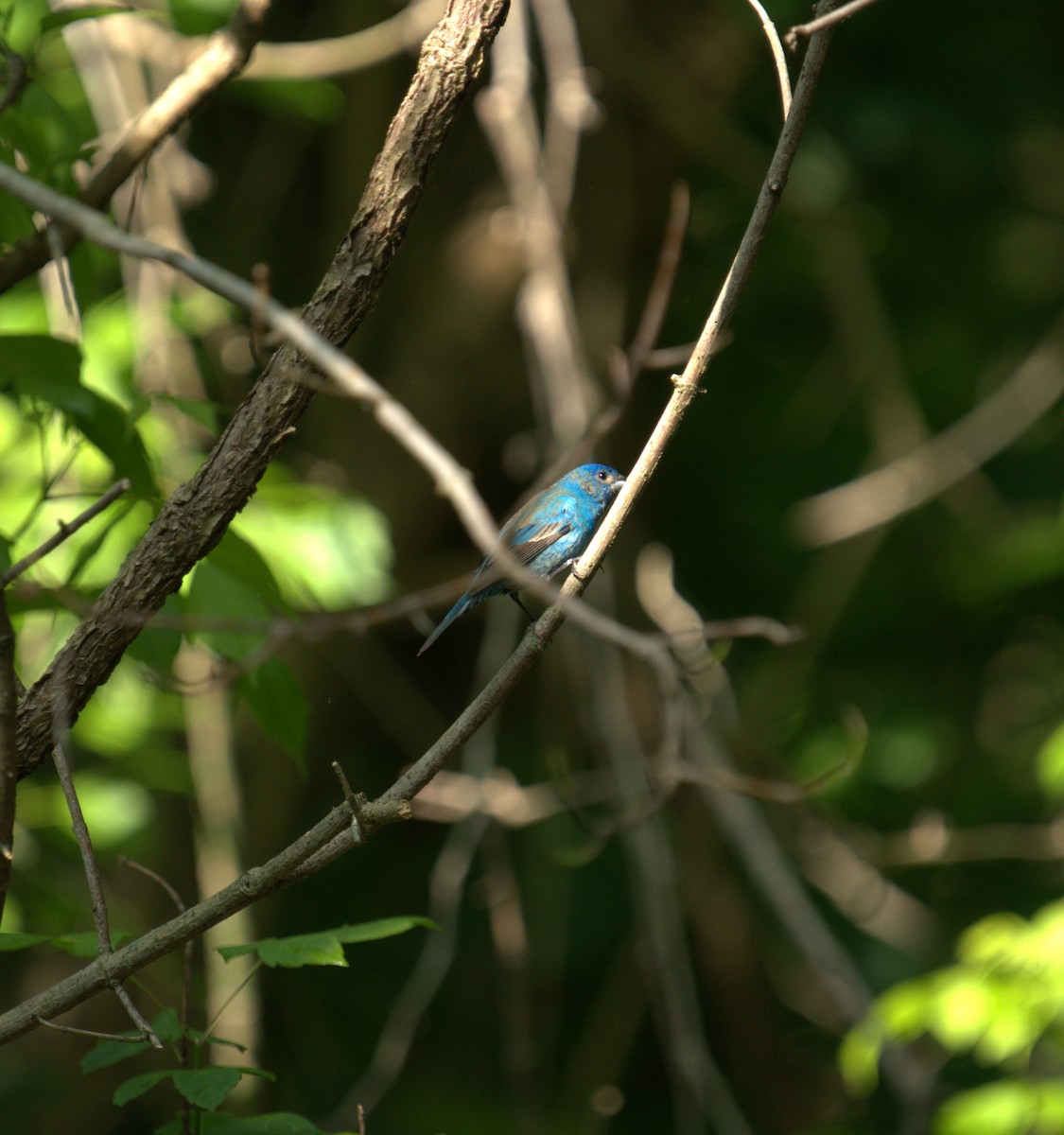 Indigo Bunting - ML620277543