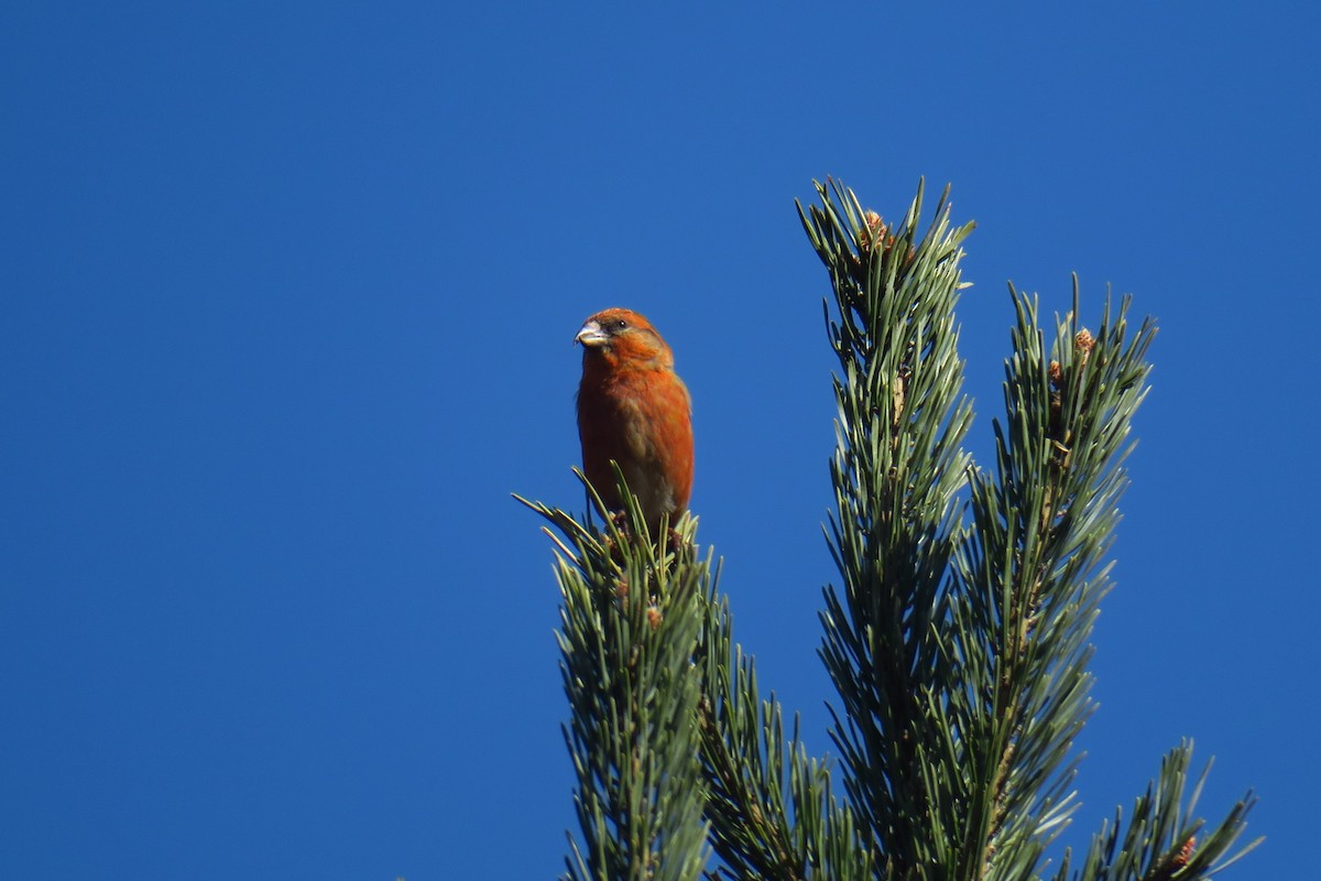 Red Crossbill - ML620277555