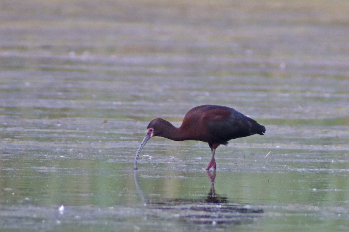 White-faced Ibis - ML620277561