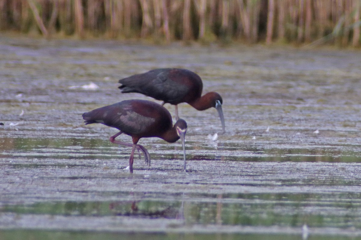 White-faced Ibis - ML620277563