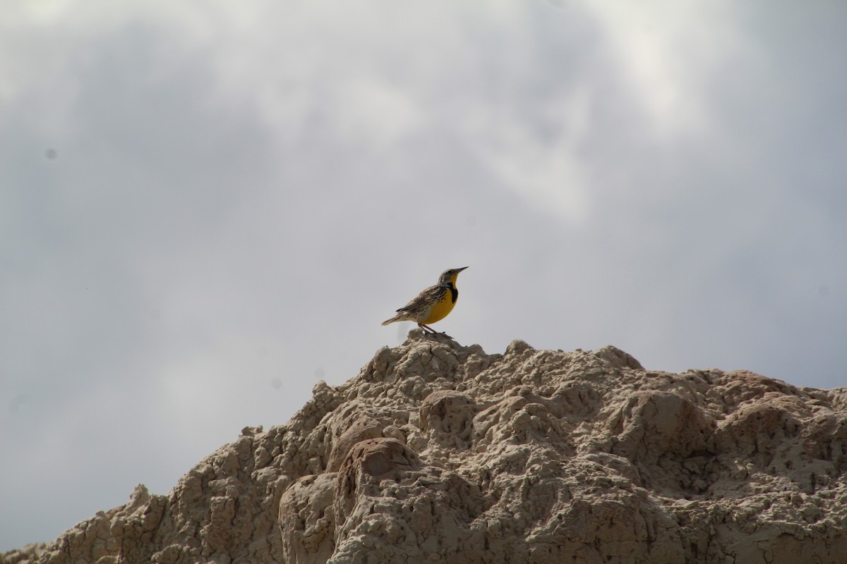 Western Meadowlark - ML620277575