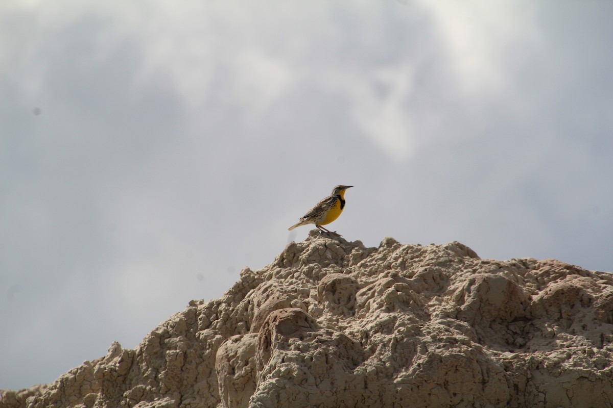 Western Meadowlark - ML620277578