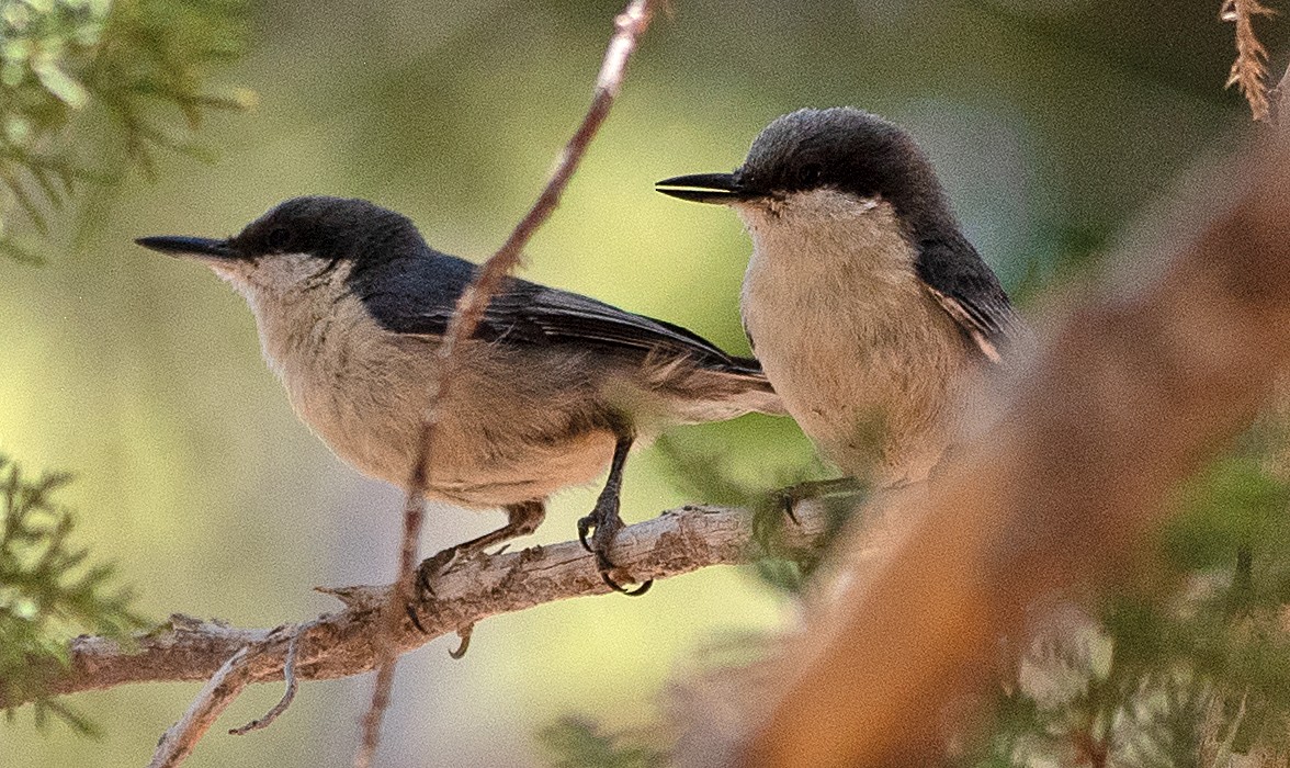 Pygmy Nuthatch - ML620277589