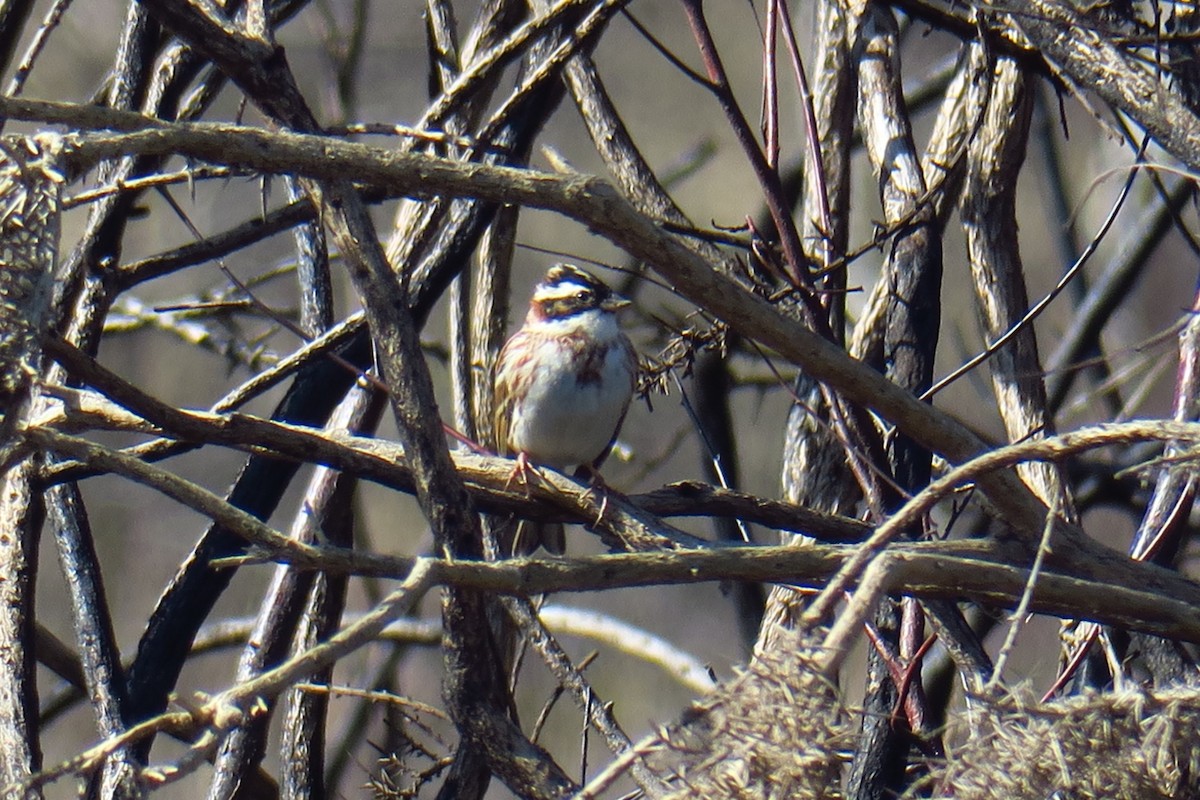 Rustic Bunting - ML620277594