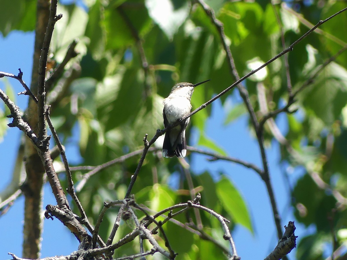 Colibri à gorge rubis - ML620277595