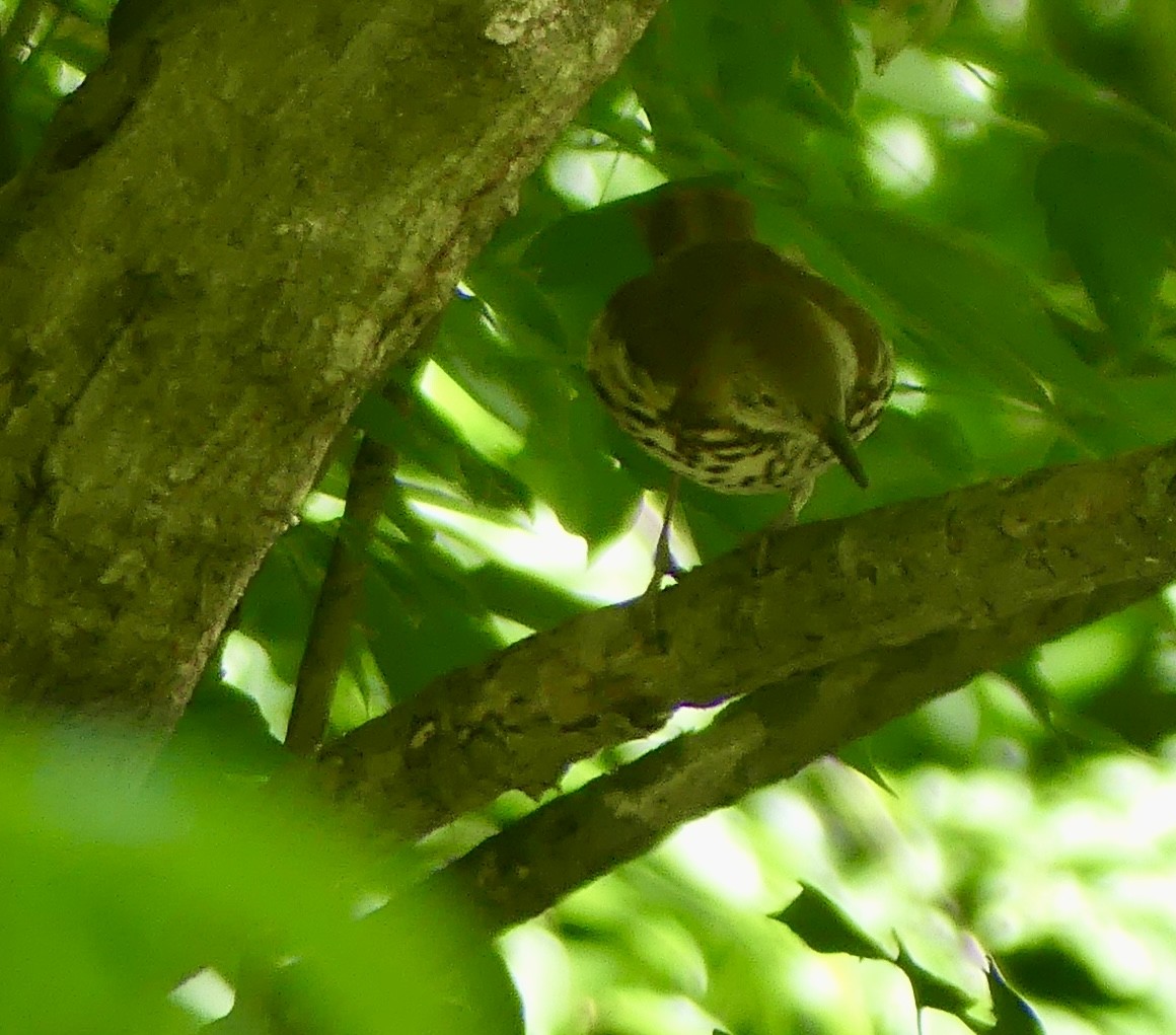 Wood Thrush - ML620277603