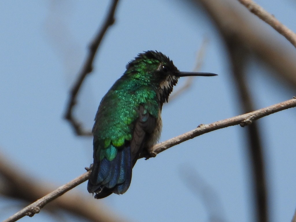 kolibřík modroocasý - ML620277604