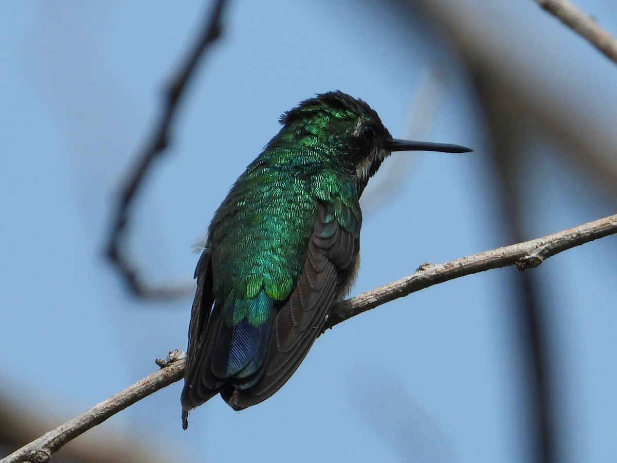 kolibřík modroocasý - ML620277605