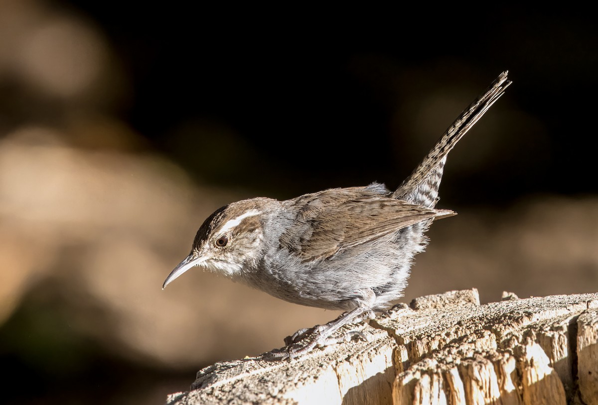 Bewick's Wren - ML620277626