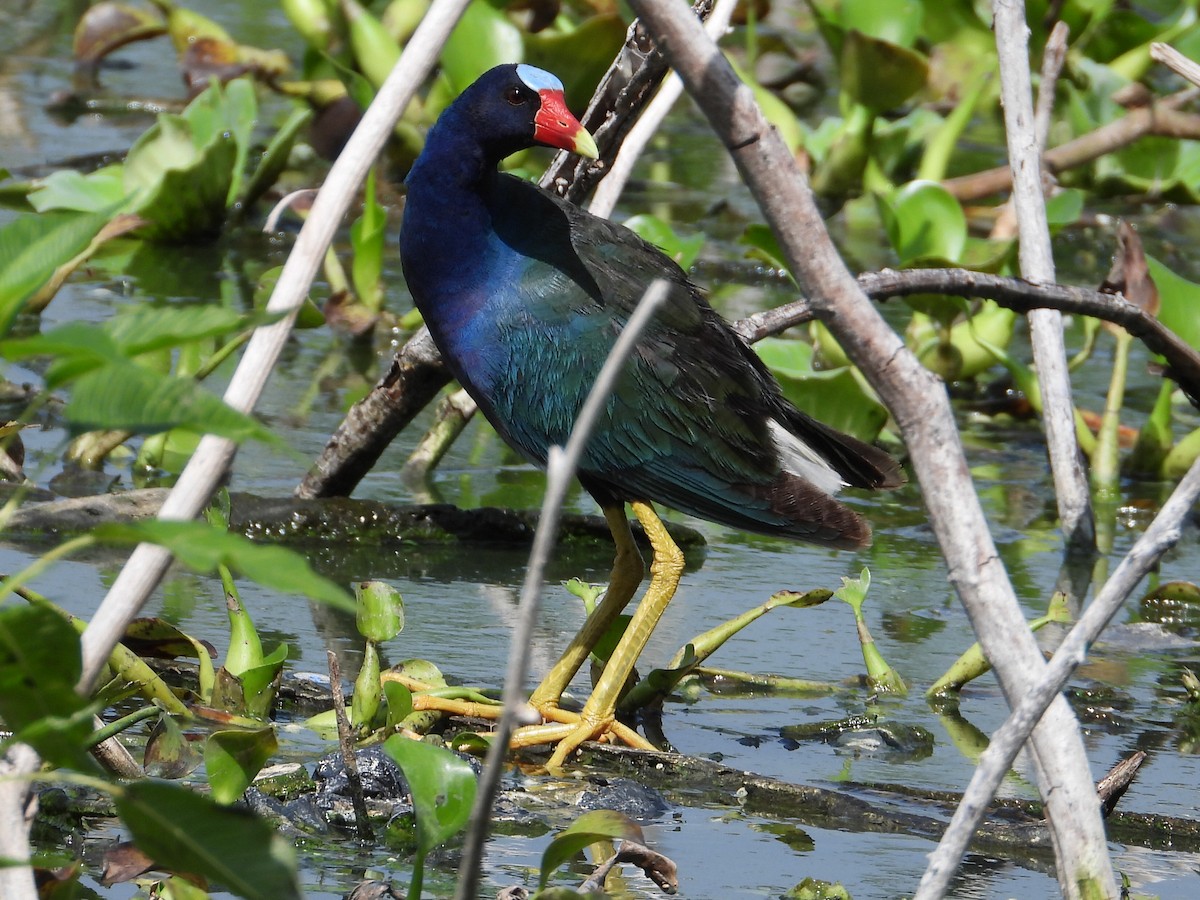 Purple Gallinule - ML620277630