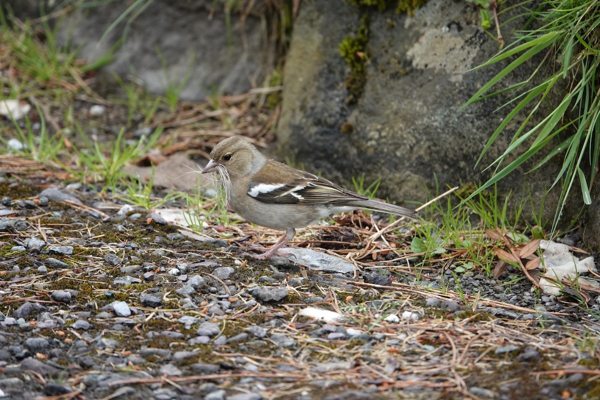 Common Chaffinch - ML620277633