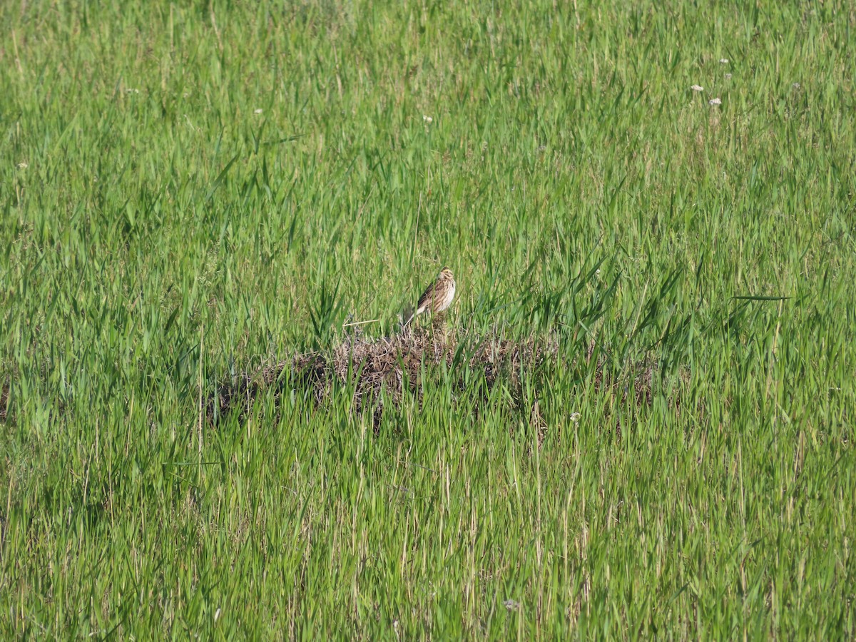 Savannah Sparrow - ML620277635