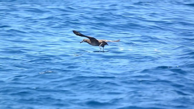 albatros černonohý - ML620277638