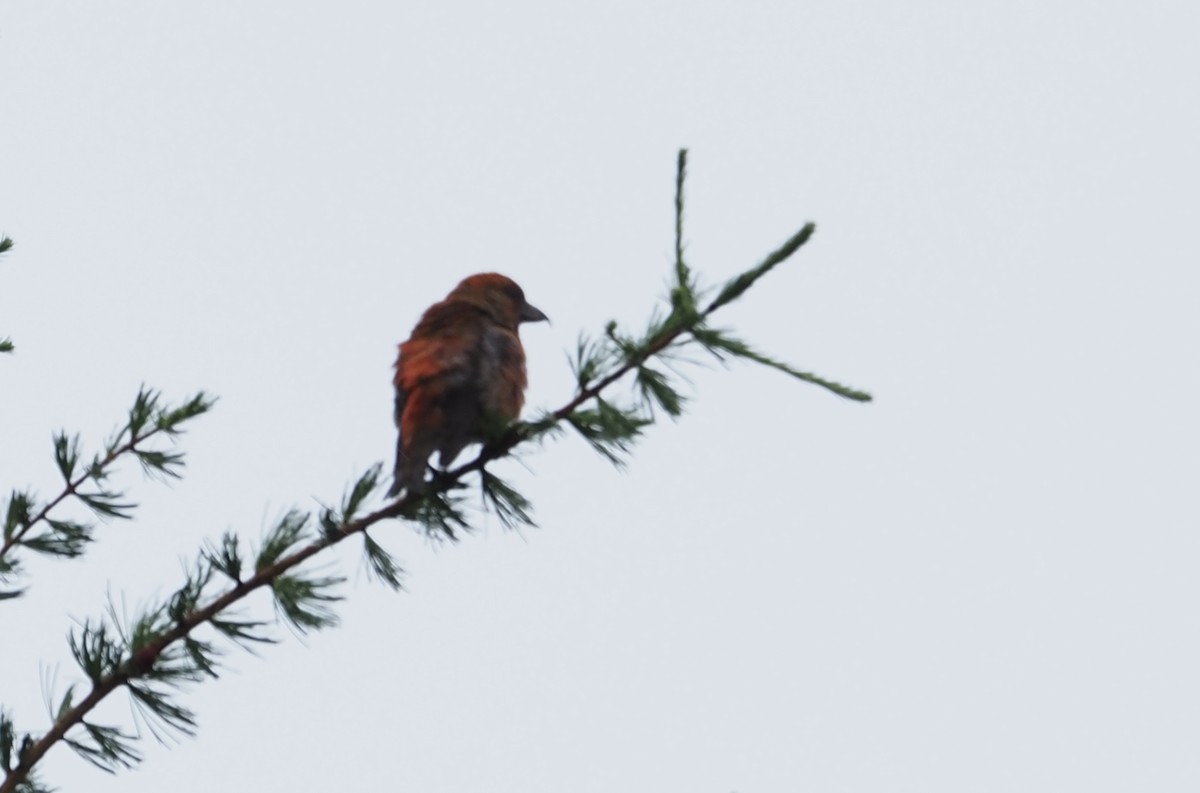 Red Crossbill - ML620277641