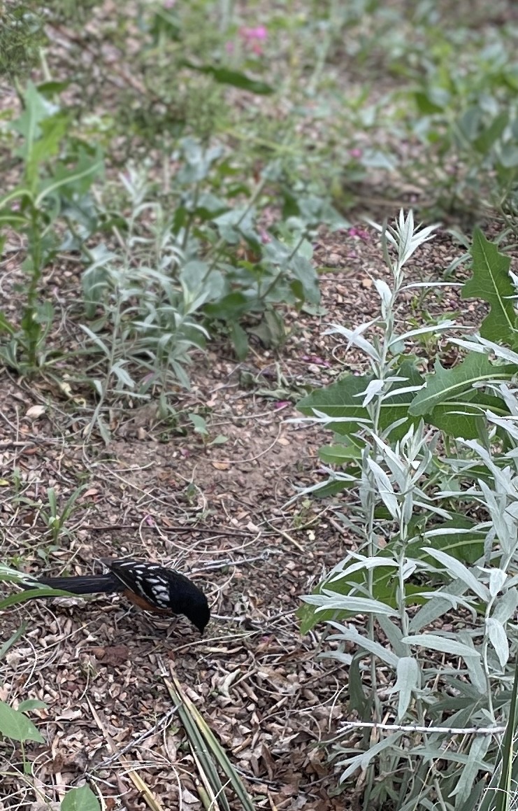 Spotted Towhee - ML620277646