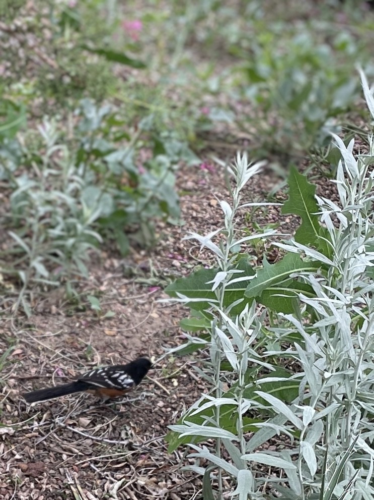 Spotted Towhee - ML620277647