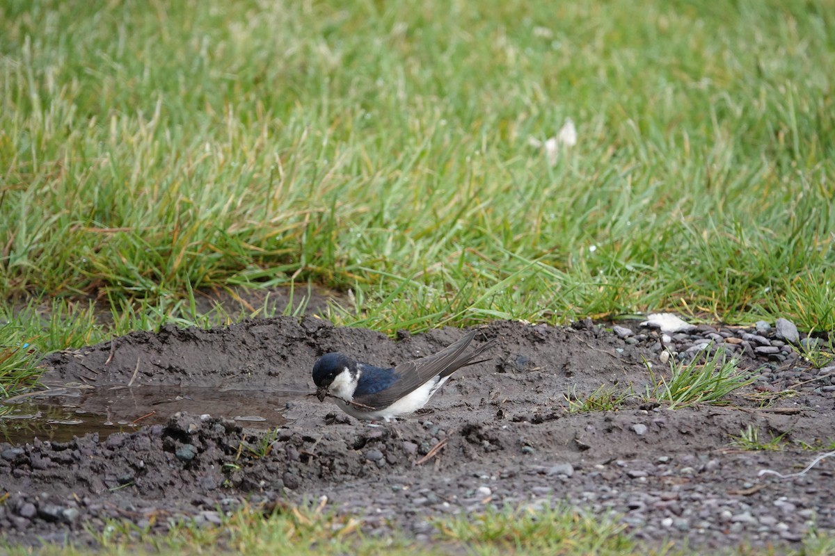 Western House-Martin - ML620277652