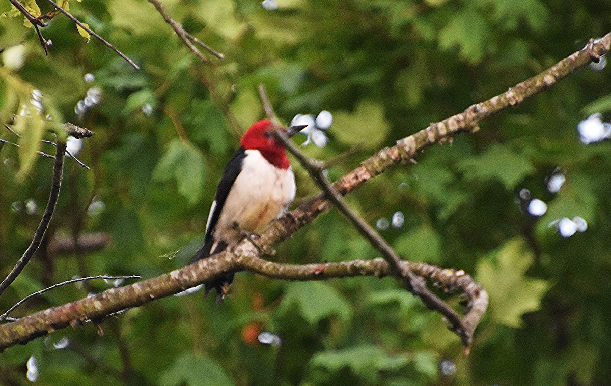 Pic à tête rouge - ML620277658