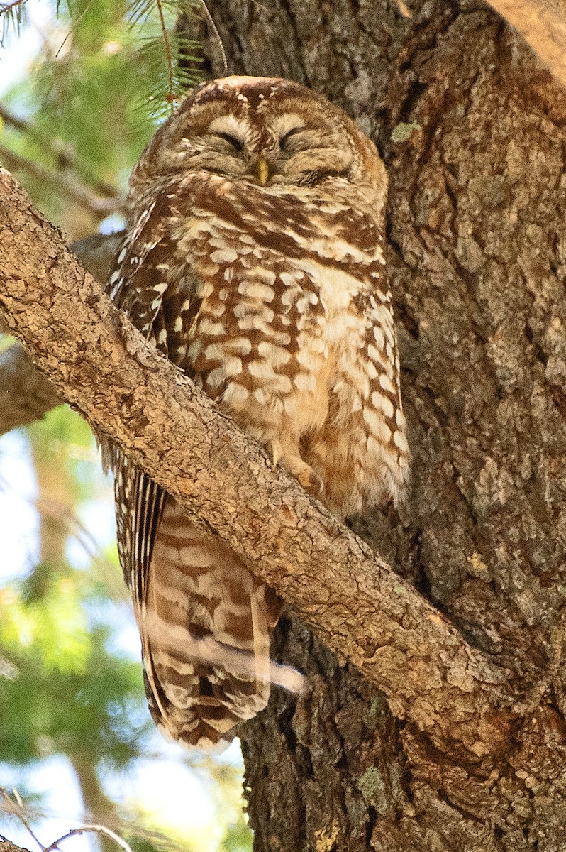 Spotted Owl (Mexican) - ML620277661