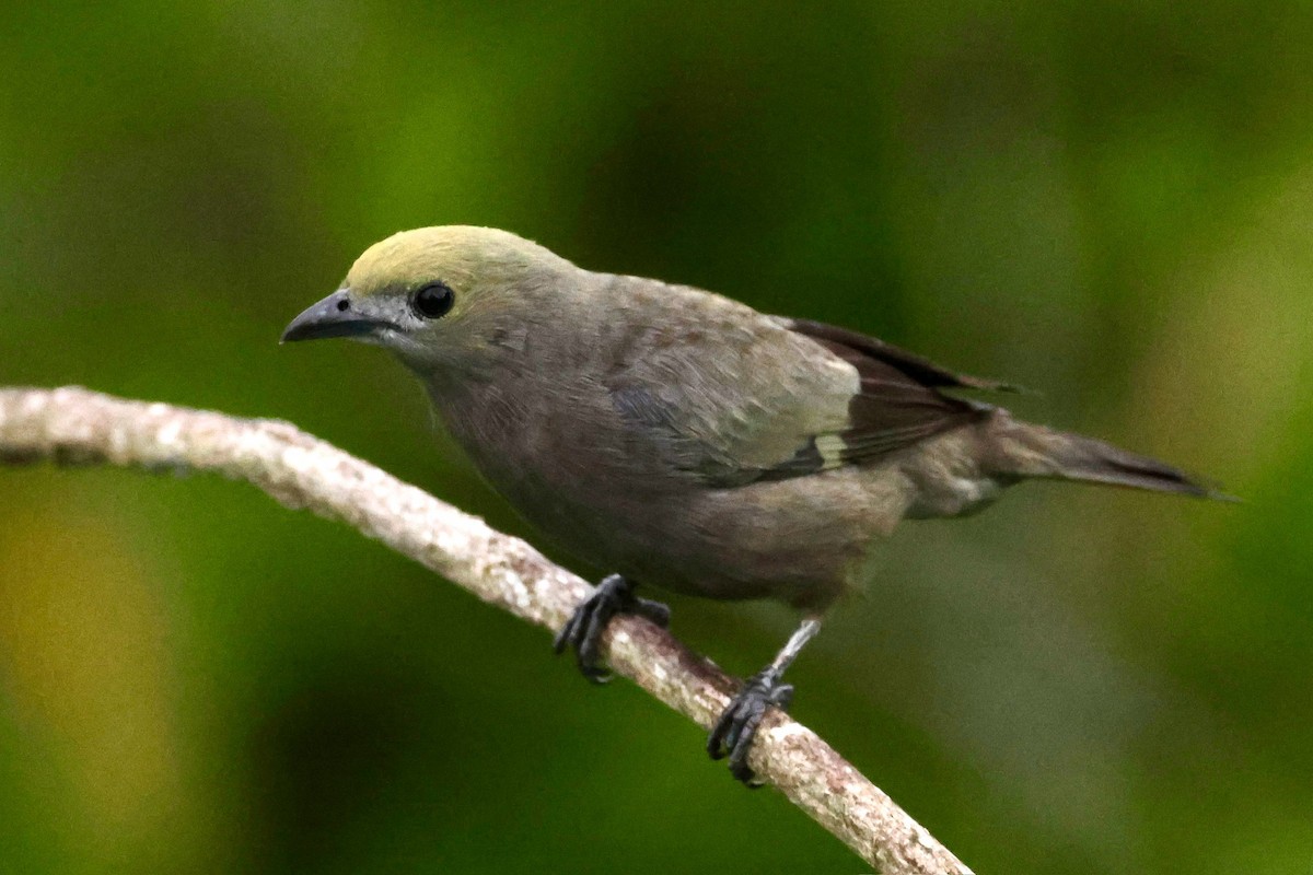 Palm Tanager - ML620277662