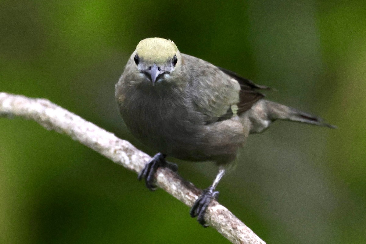 Palm Tanager - ML620277663