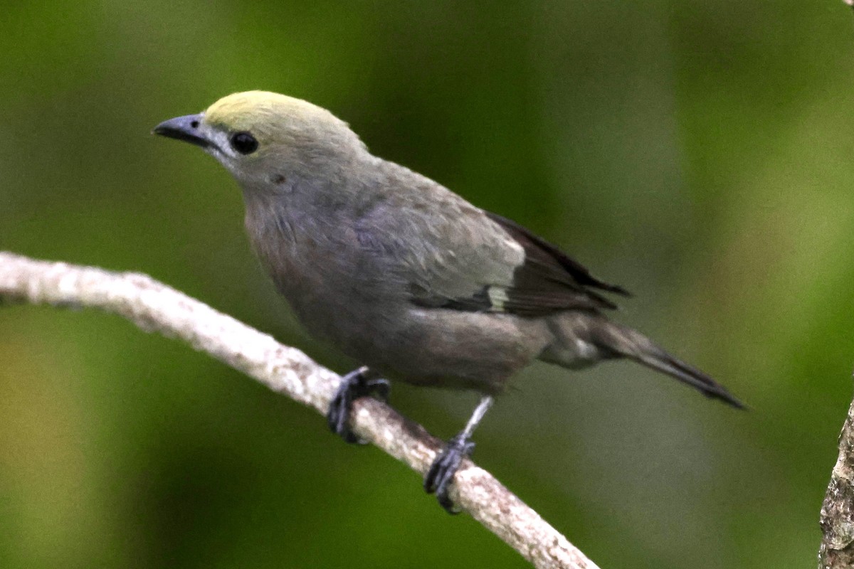 Palm Tanager - ML620277664