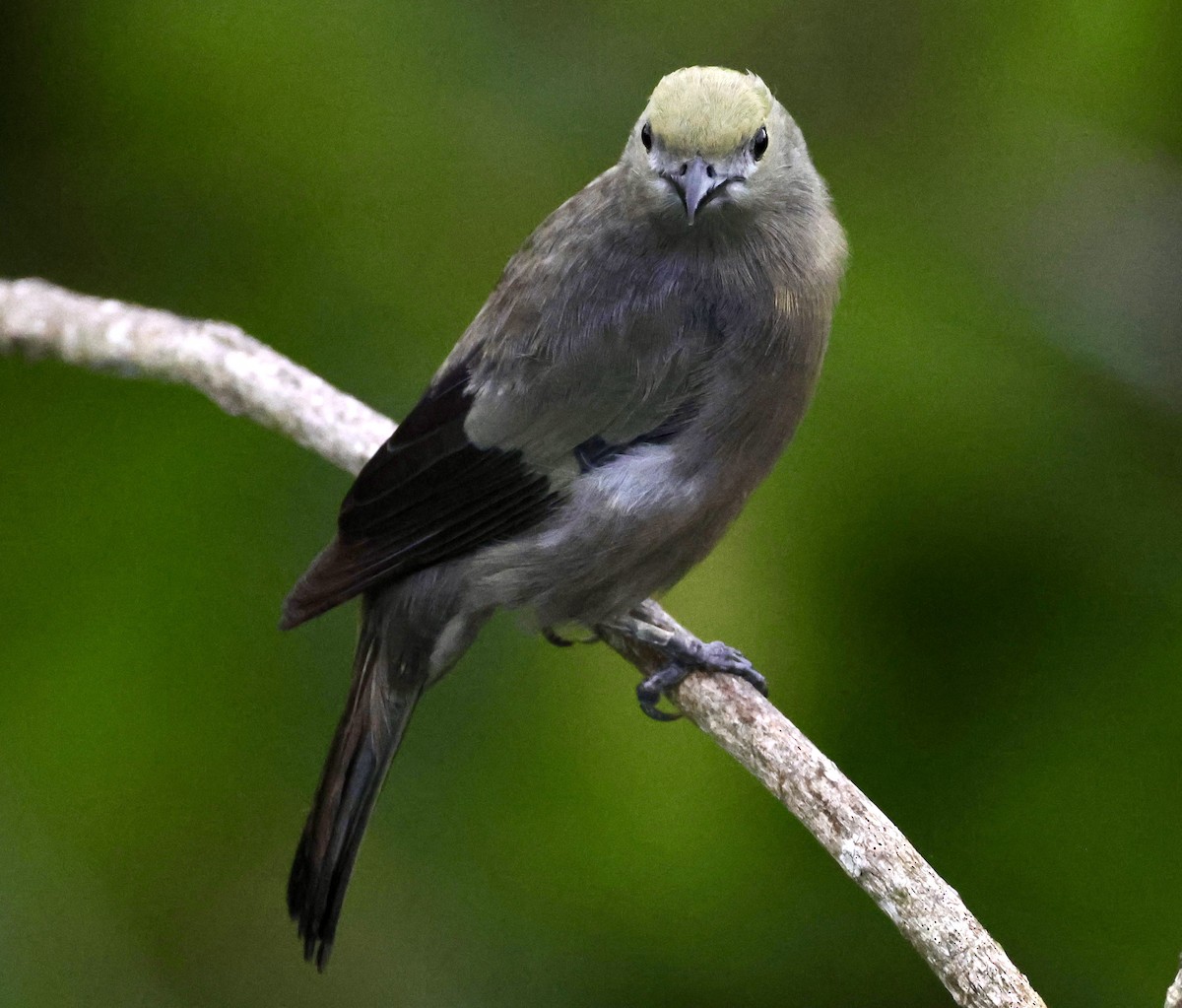 Palm Tanager - ML620277665