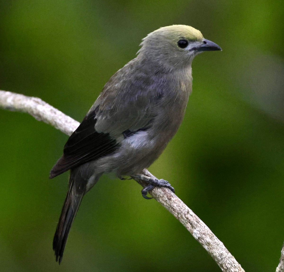 Palm Tanager - ML620277666