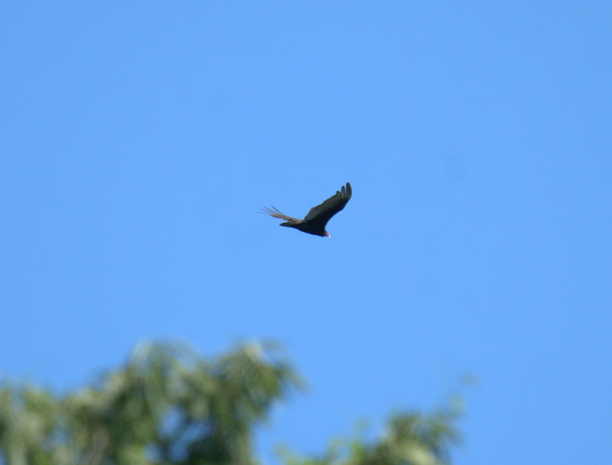 Turkey Vulture - ML620277668
