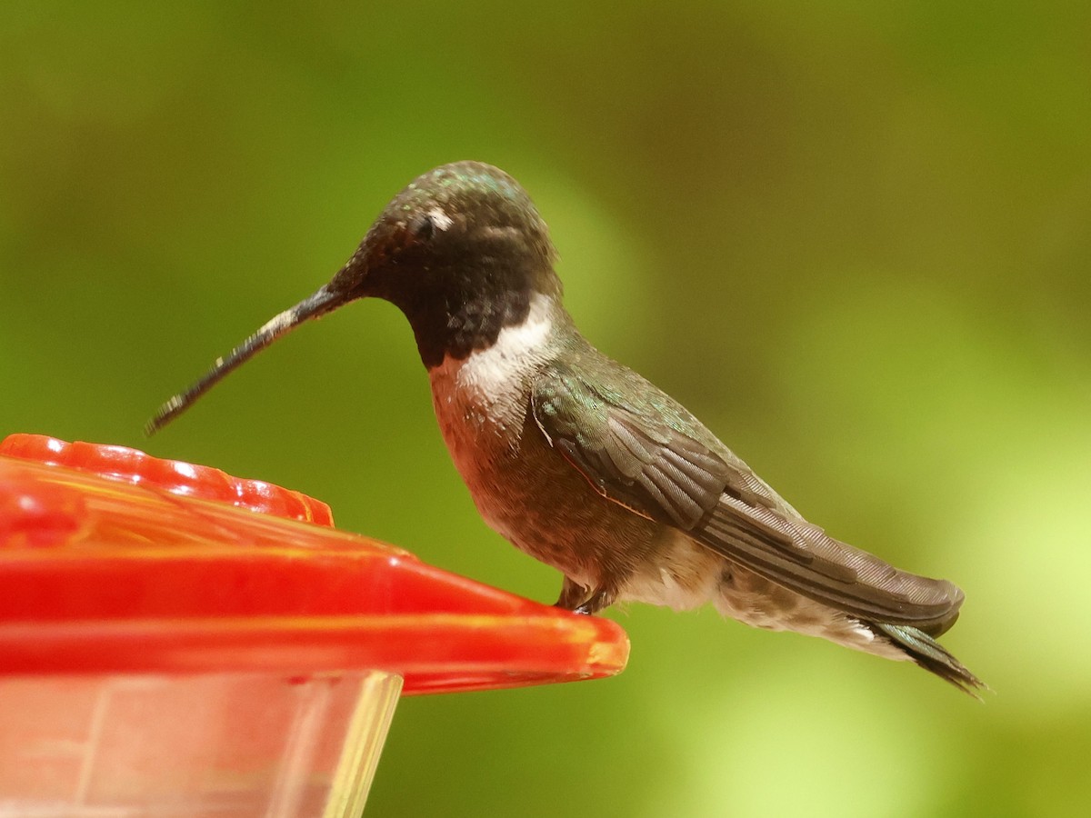 Black-chinned Hummingbird - ML620277675