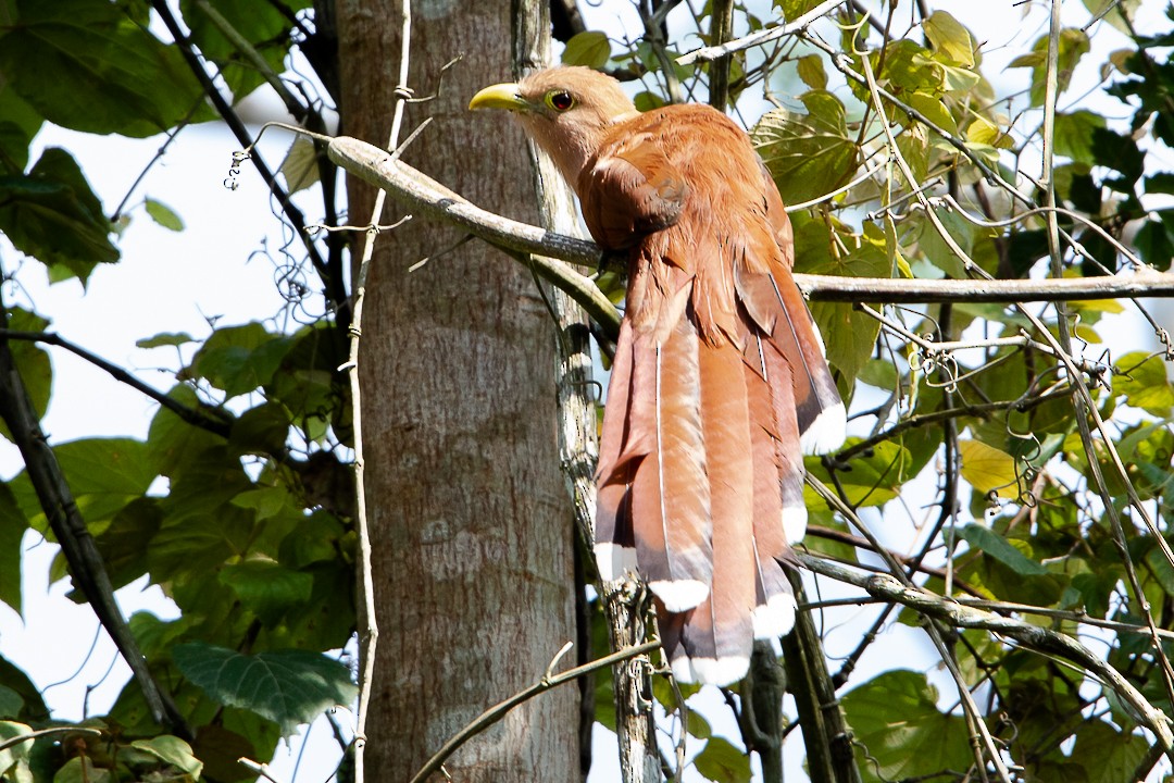 Squirrel Cuckoo - ML620277694