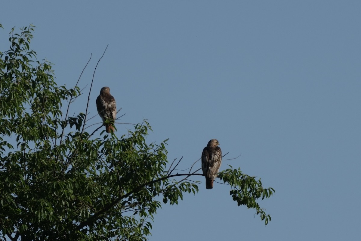 Red-tailed Hawk - ML620277695