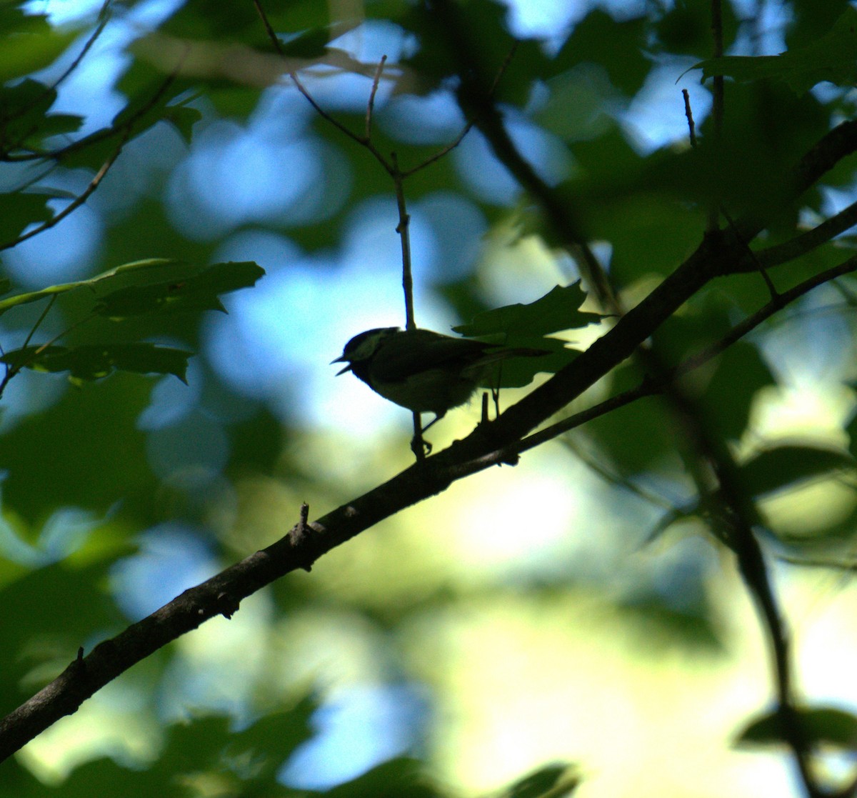 Carolina Chickadee - ML620277696