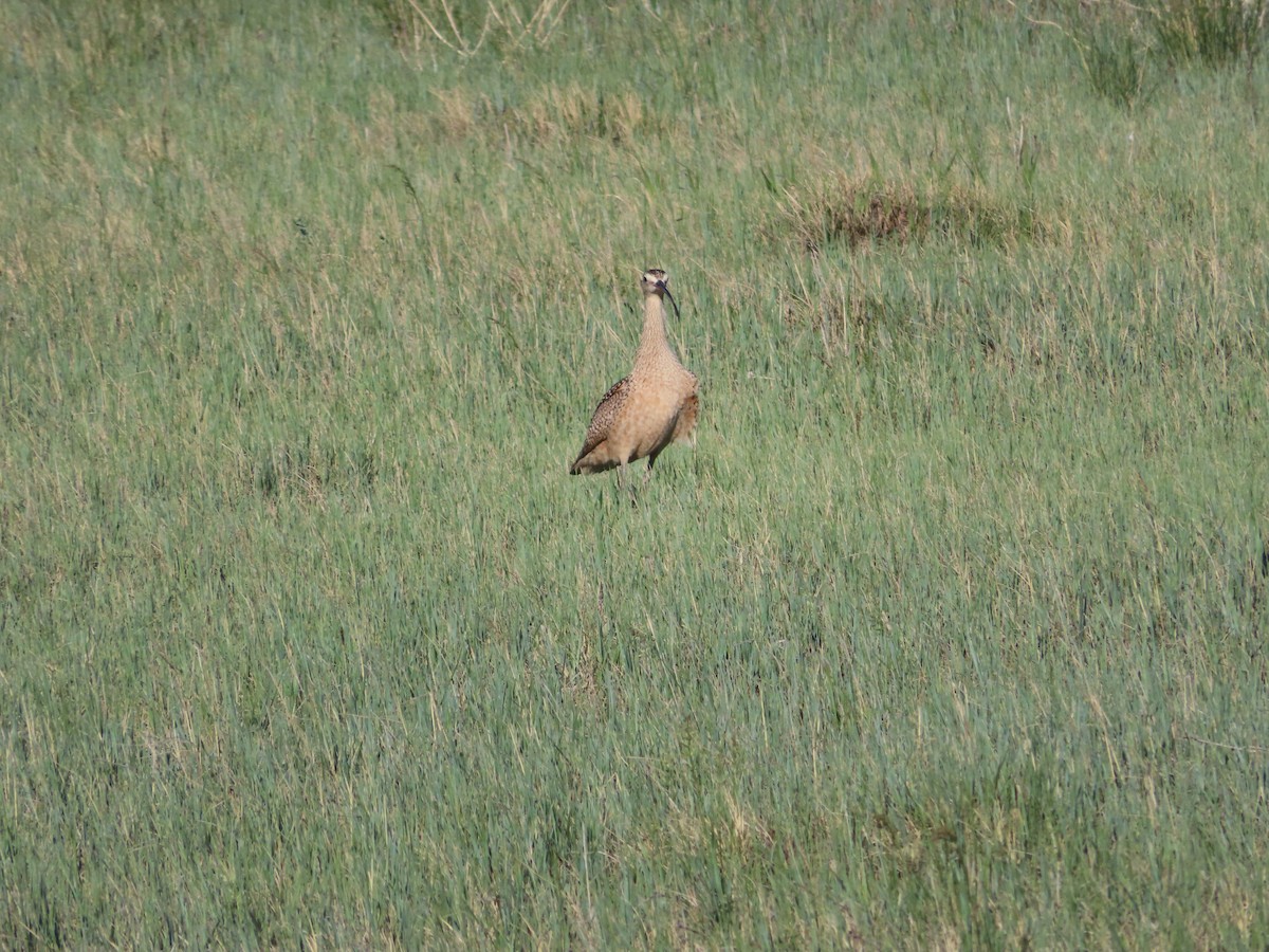 Long-billed Curlew - ML620277700