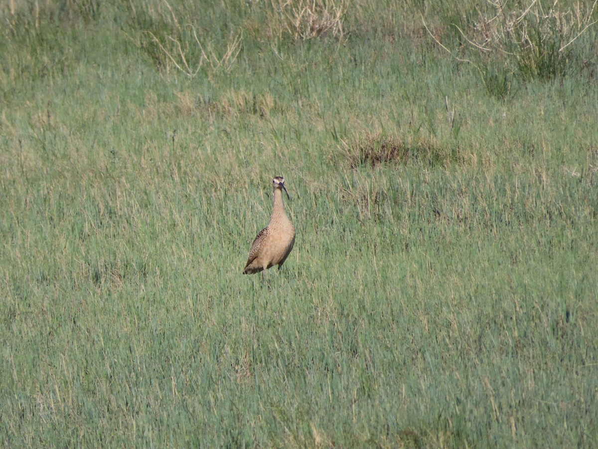 Rostbrachvogel - ML620277701