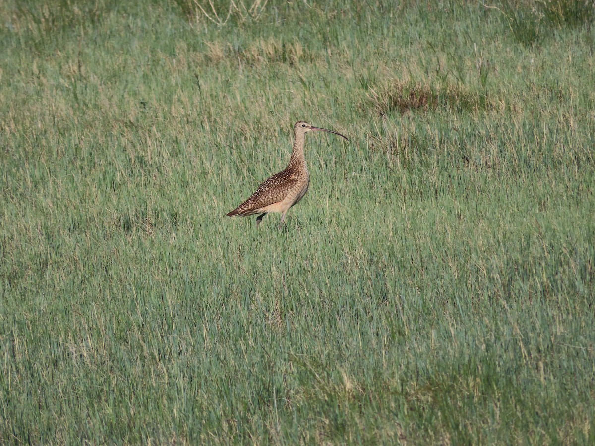 Long-billed Curlew - ML620277702