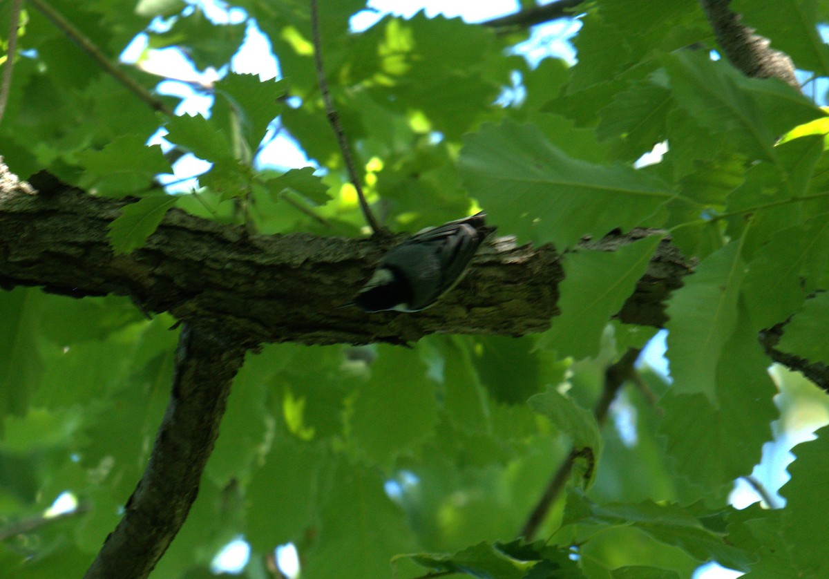 White-breasted Nuthatch - ML620277703