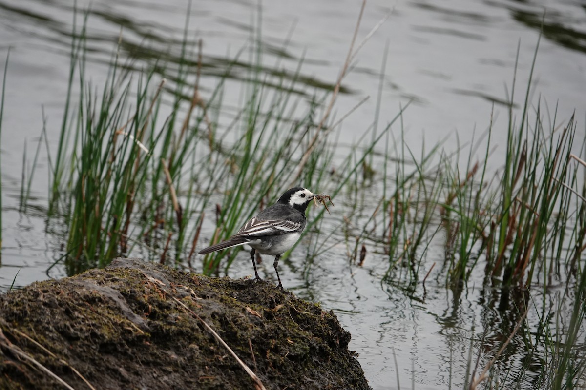 White Wagtail - ML620277706