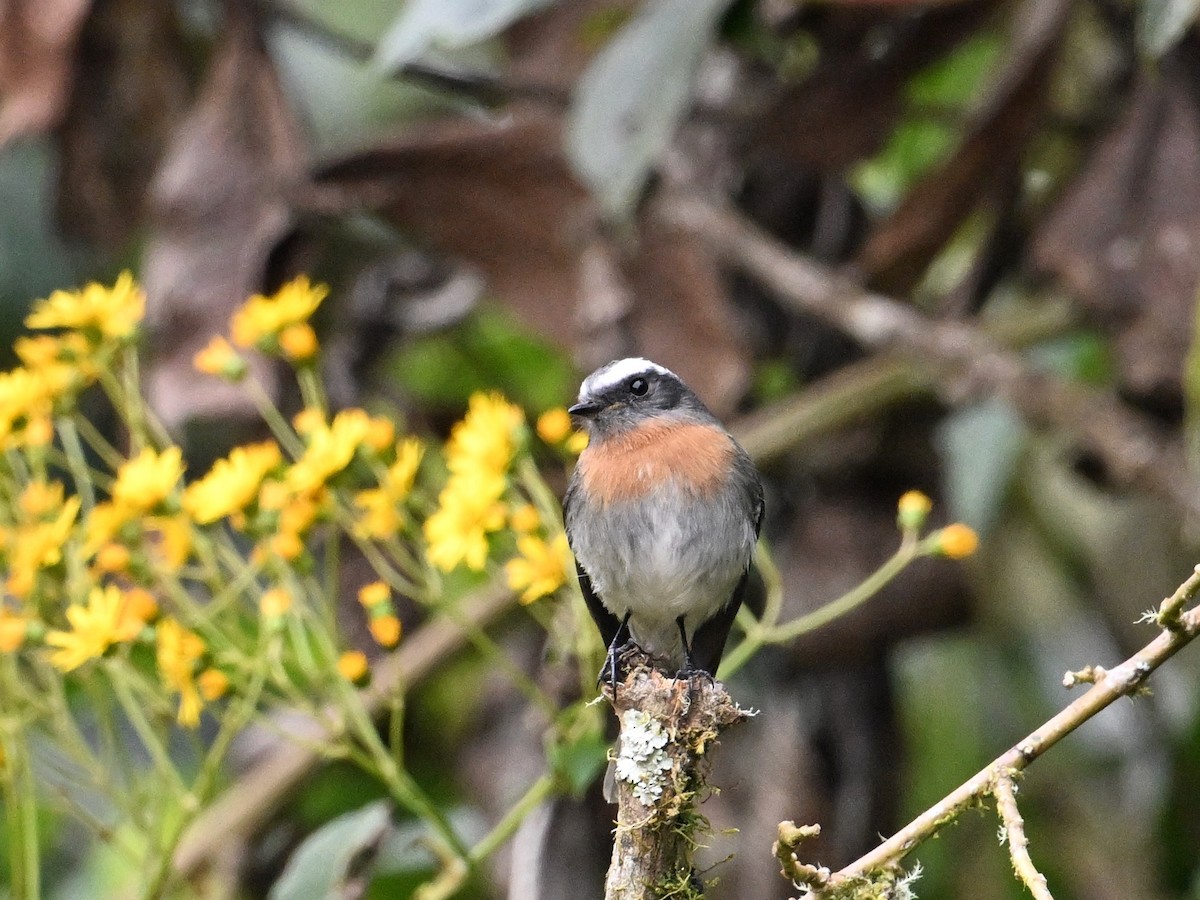 Rufous-breasted Chat-Tyrant - ML620277708