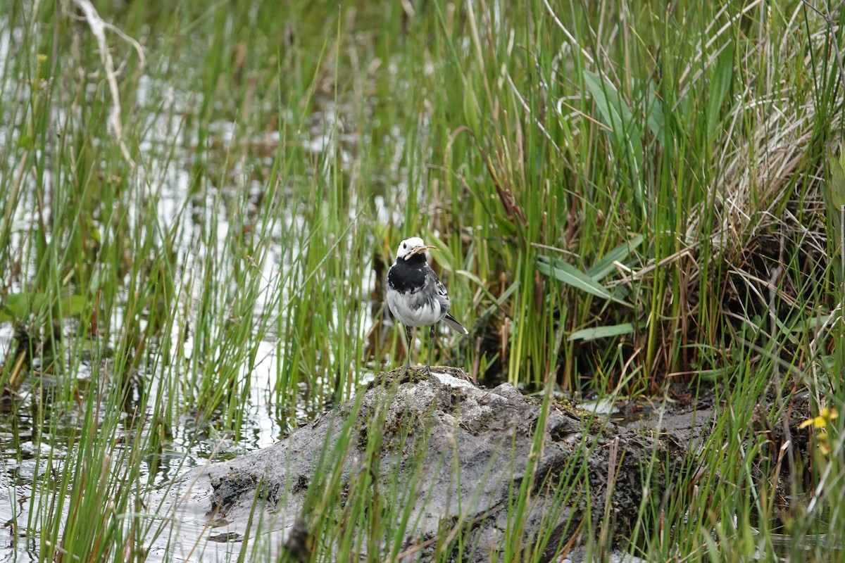 White Wagtail - ML620277710