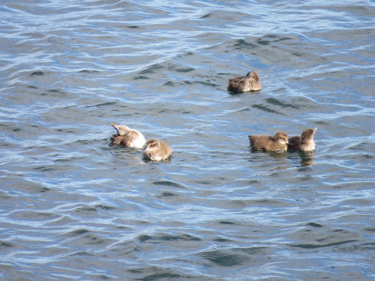 Common Eider - ML620277716