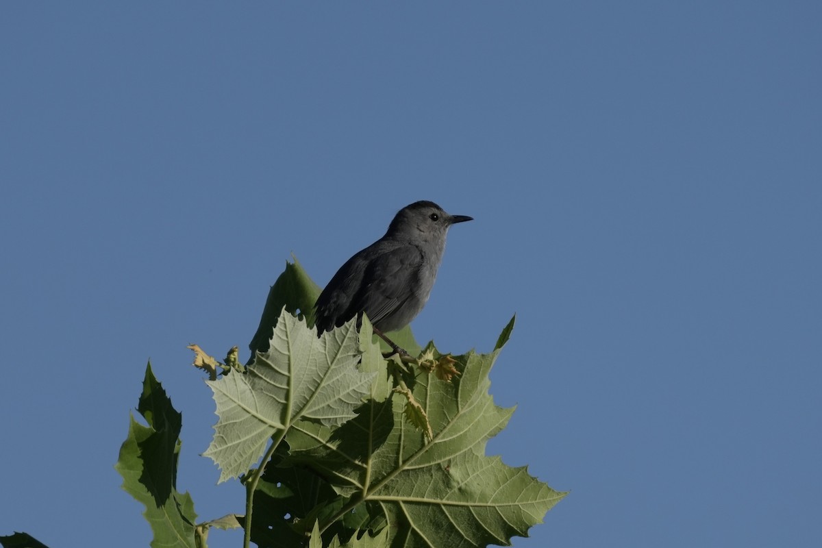 Gray Catbird - ML620277718