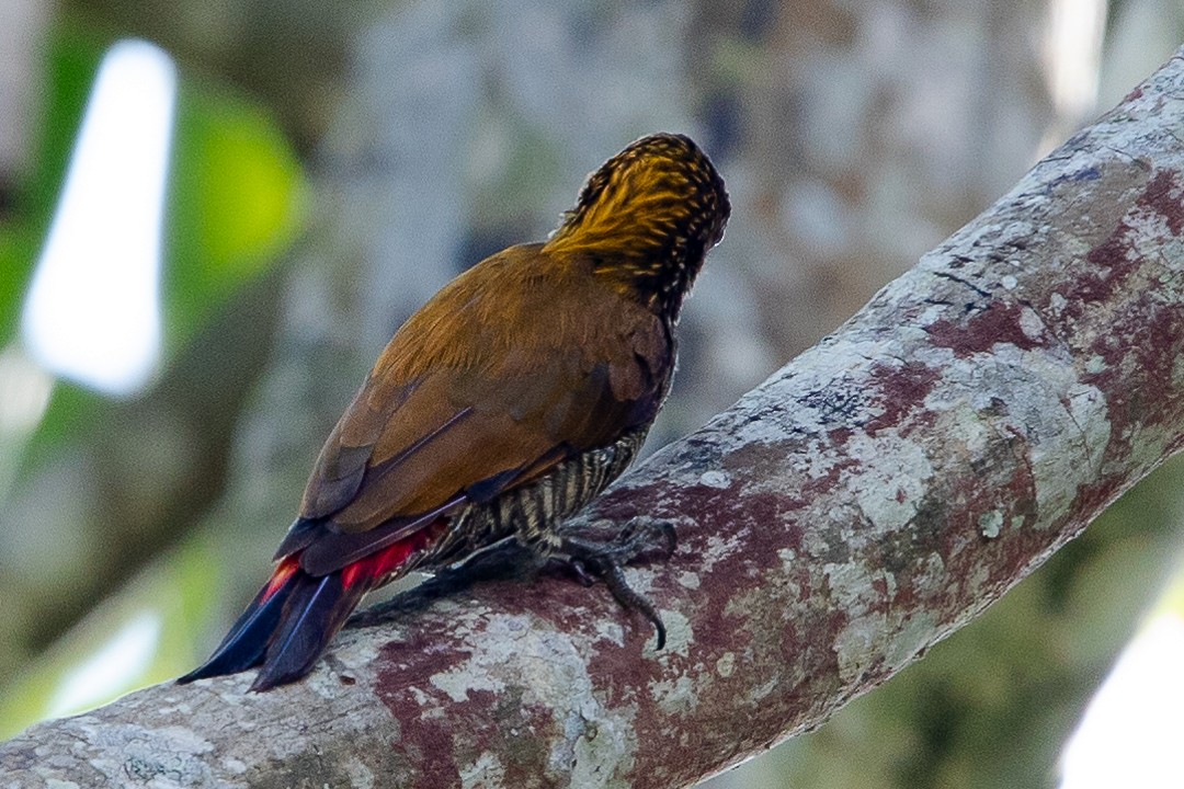 Red-rumped Woodpecker - ML620277725